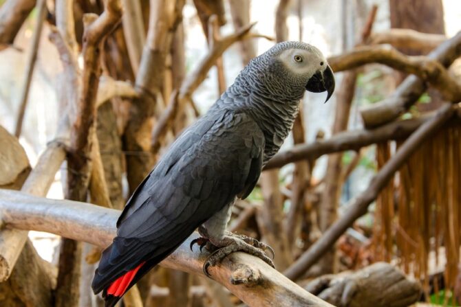 African gray parrot perched on a tree branch.