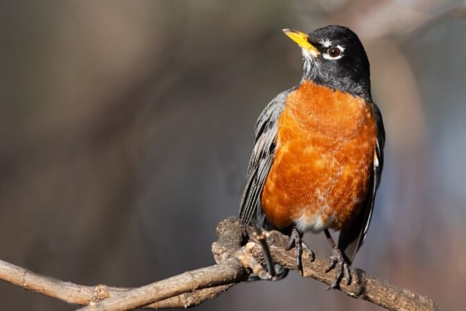 An American robin perched on a tree branch.