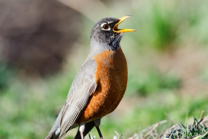 An American robin singing.