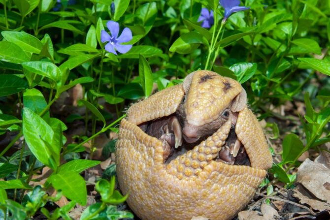 An armadillo curling into a ball.