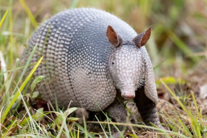 An armadillo foraging for food.
