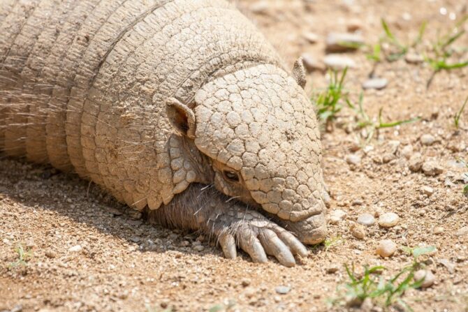 An armadillo foraging for insects.