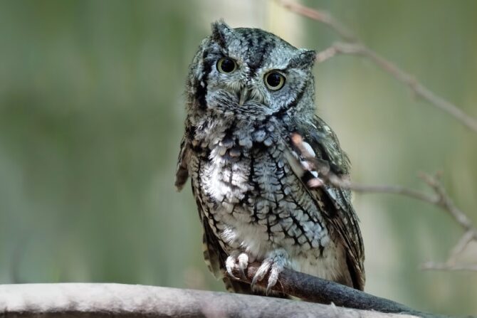 An eastern screech owl perched on a tree branch.
