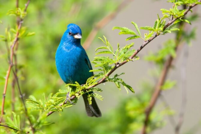 An indigo bunting perched on a tree branch.