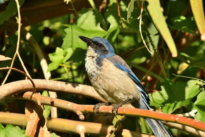 An island scrub jay perched on a tree branch.