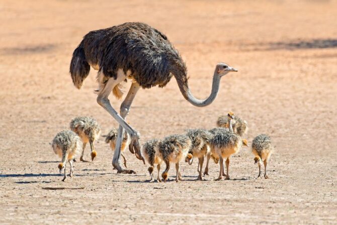 An ostrich teaching its chicks how to forage.