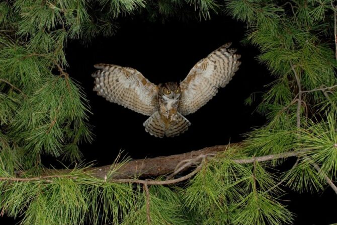 An owl flying at night.