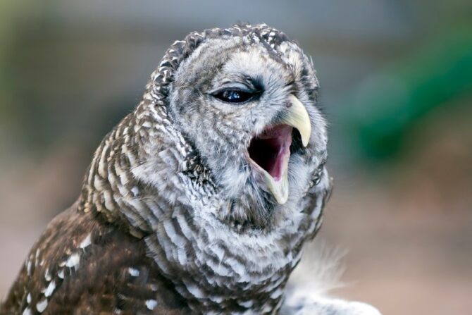 An owl with its beak open, singing.