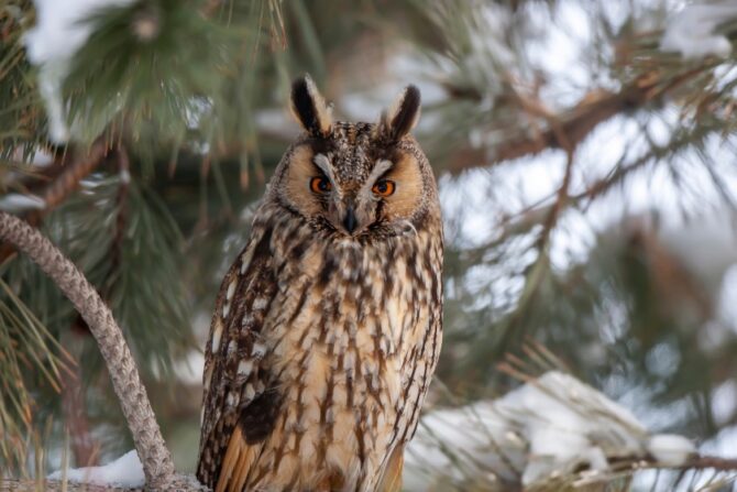 An upclose photo of a long-eared owl.