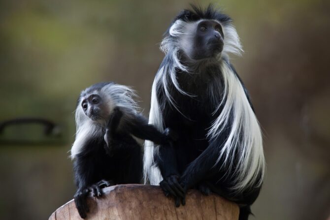 An adult Angolan colobus monkey perched on a tree stump with its young.