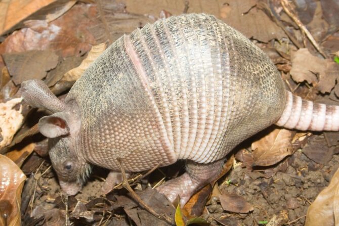 Armadillo burrowing for insects.