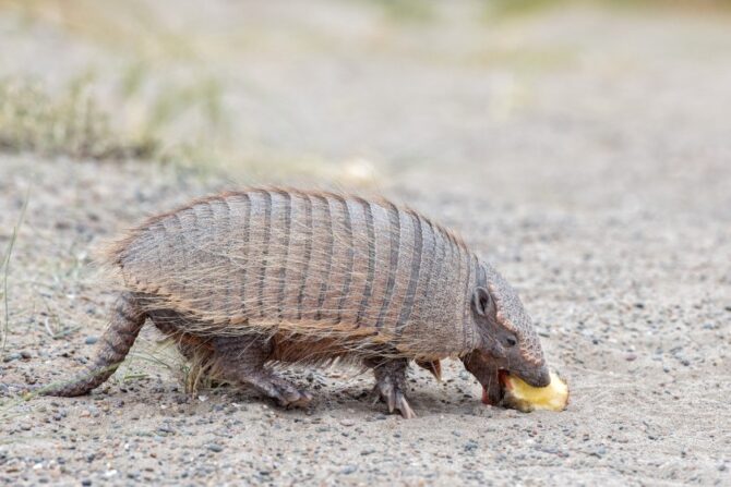 What Do Armadillos Eat? (Interesting Diet & Eating Habits)