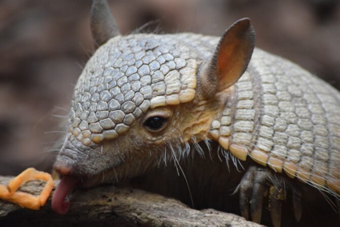Armadillo using its long, sticky tongue to feed.