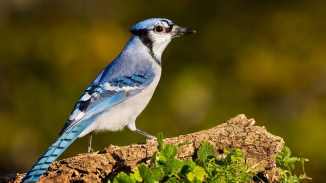 Explore the various birds that look like blue jays in this article.