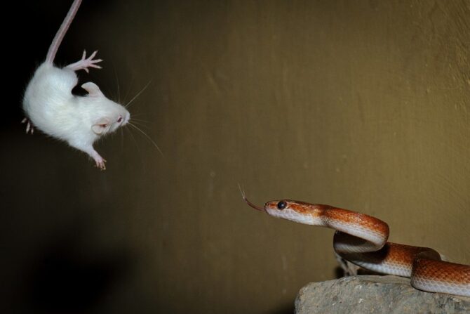 Brown snake about to strike a rodent