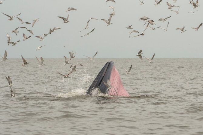 Bryde's whale, Eden's whale, Eating fish at gulf of Thailand.