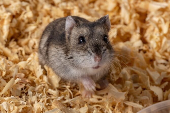 An adorable Campbell’s dwarf hamster sitting on bedding. Campbell’s dwarf hamsters are one of the 5 popular hamsters, known for their stubborn yet affectionate personality.