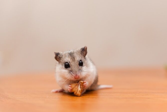 A cute Chinese hamster enjoying a tasty nut. Chinese hamsters, one of the common types of hamsters, are often mistaken for mice because of their pointed noses and long tails.
