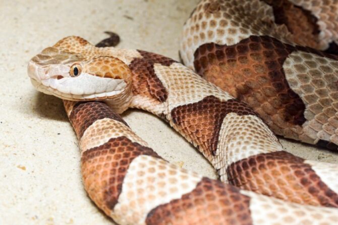 Copperhead snake coiled on the ground