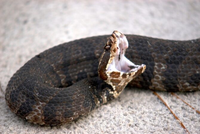 A cottonmouth with the head raised and mouth wide open.