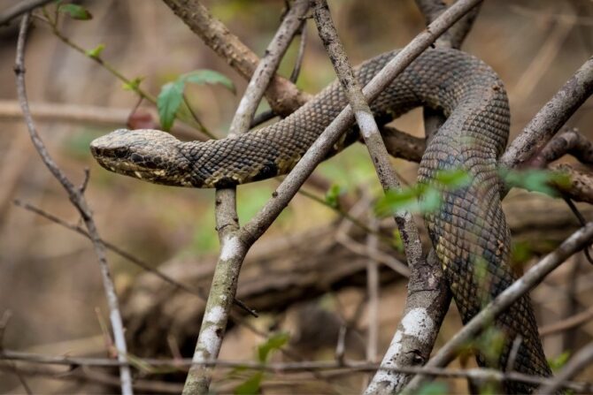 Cottonmouth snake climbing tree branches.