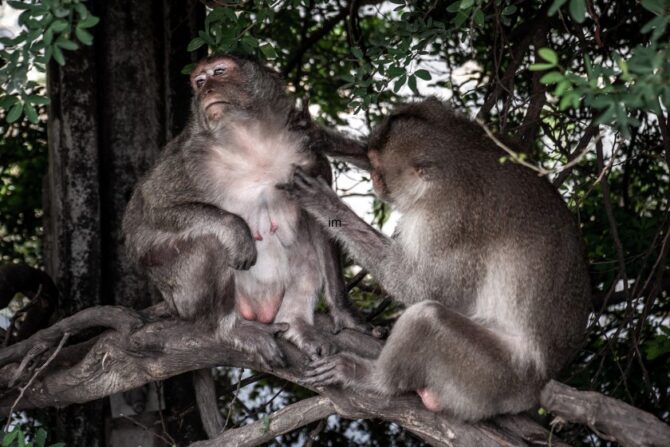 A crab-eating macaque grooming another on tree.