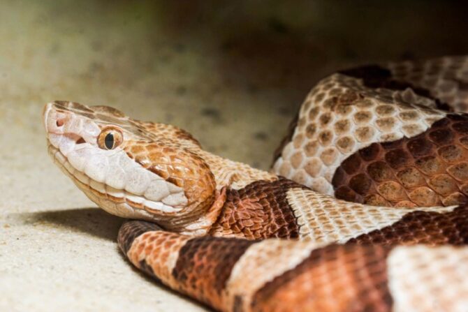 Copperhead coiled on the floor. This snake species is one of the four venomous snakes in Virginia.