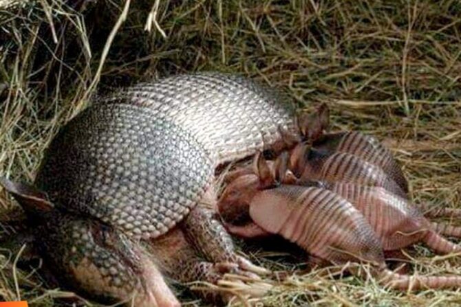 Four baby armadillos being suckled by their mother.