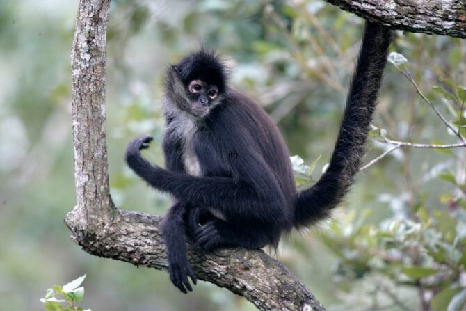 A black-handed spider monkey perched on a tree.