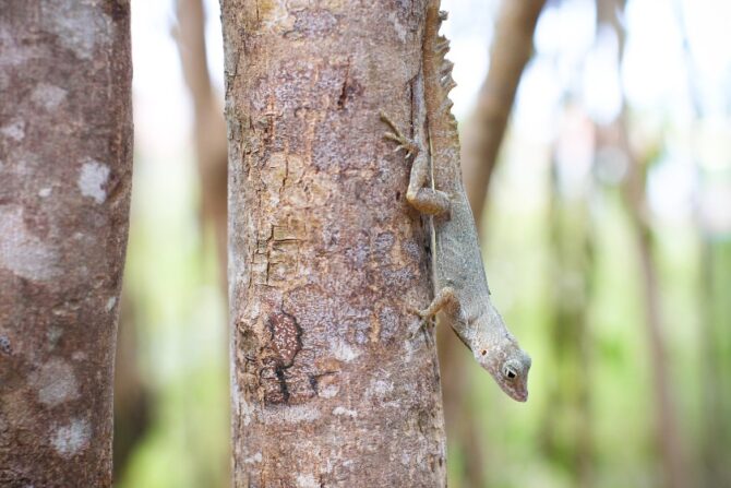 Little Caribbean lizard climbs down a tree. 