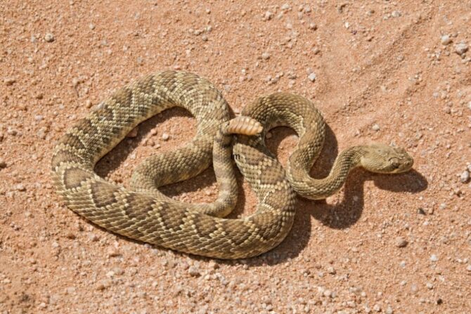 Mojave green rattlesnake on desert ground