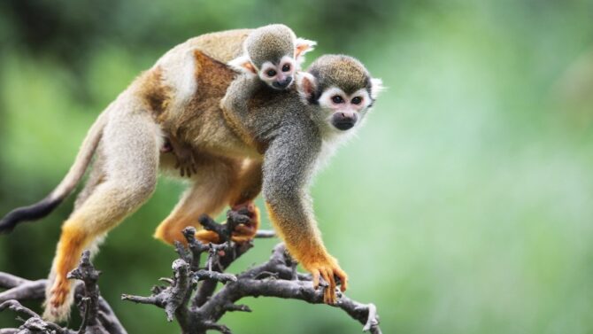 Learn about the wild monkeys in Florida in this informative blog post.