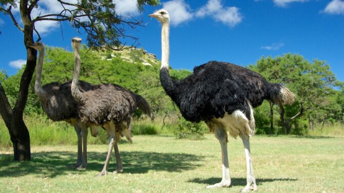 Find answers to questions like "what do ostriches eat in the wild and in zoos?" in this insightful blog post.