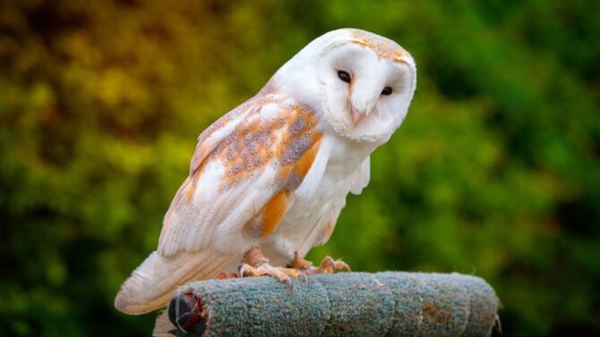 Learn about 10 owls in Maryland in this article.