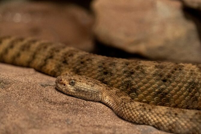 Panamint rattlesnake laying on a rock