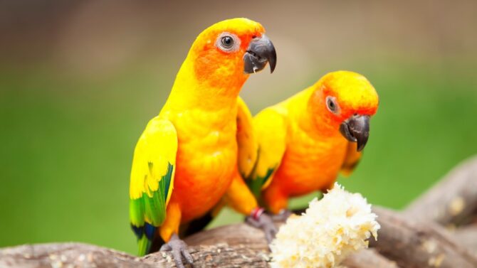 Explore 15 species of pet birds that can talk in this insightful article.