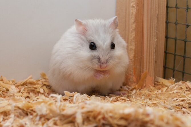 A cute Roborovski dwarf hamster sitting on soft bedding in a cage. Roborovski dwarf hamsters are one of the types of hamsters known for their tiny size, energetic nature, and adorable appearance.