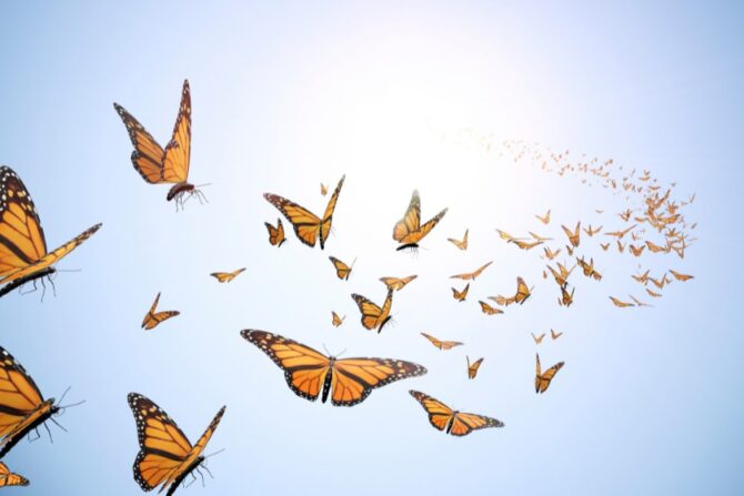 Several butterflies flying in the open air.