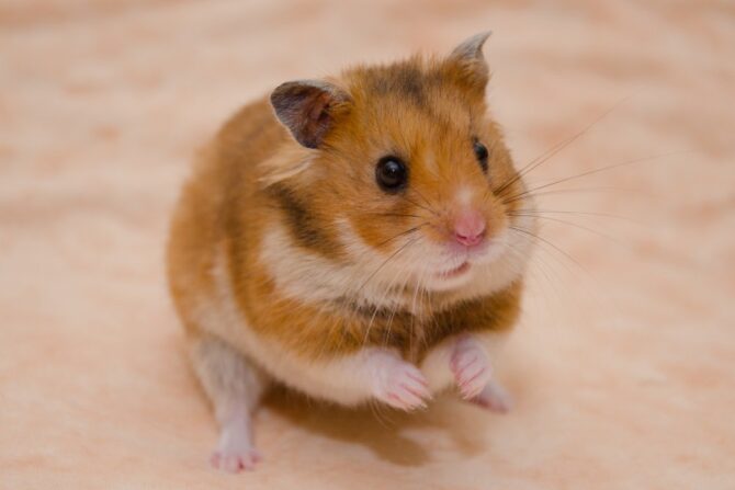 A close-up photo of a Syrian hamster, also known as the golden hamster and considered the friendliest of all types of hamsters.