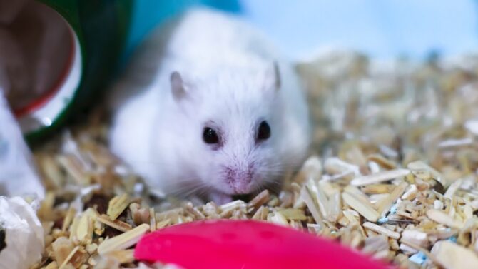 A curious winter white dwarf hamster warily observing its surroundings. Winter white dwarf hamsters, one of the popular types of hamsters, are known for their adorable appearance and agility.