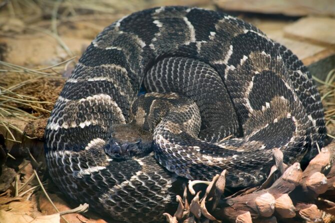 Timber rattlesnake coiled on wood.