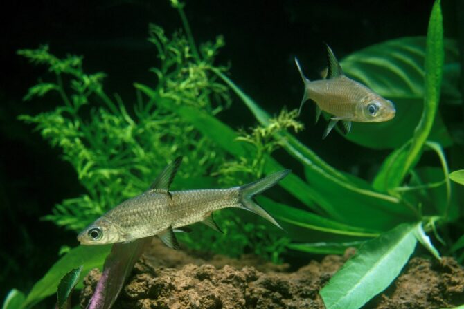 Two bala sharks swimming in an aquarium.