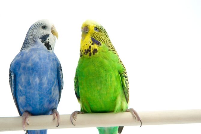 Two budgerigars perched on a bar.