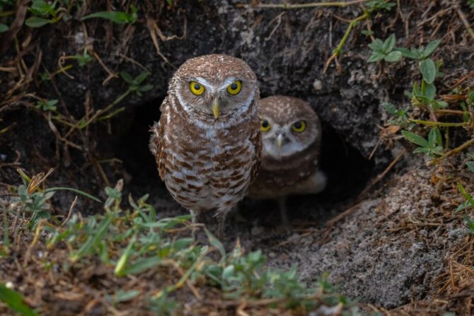 Two burrowing owls right outside a burrow.