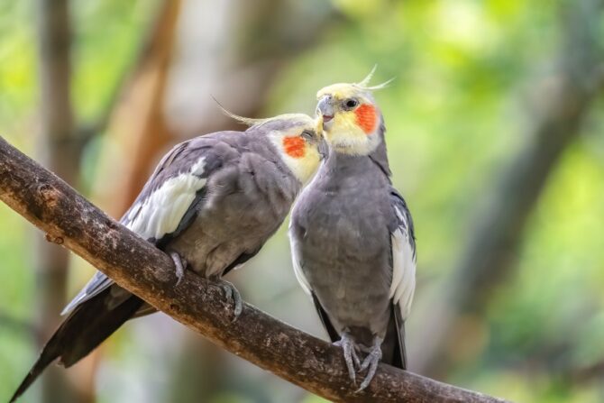Two cockatiels perched on a wooden branch.