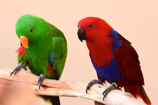 Two eclectus parrots perched on a wooden branch.