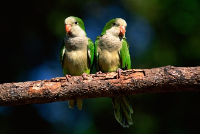 Two monk parakeets perched on a branch.