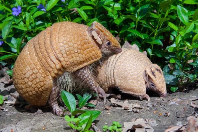 Two southern three-banded armadillos foraging for food.