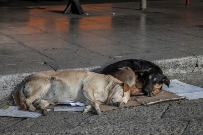 Two stray dogs lying on the street.