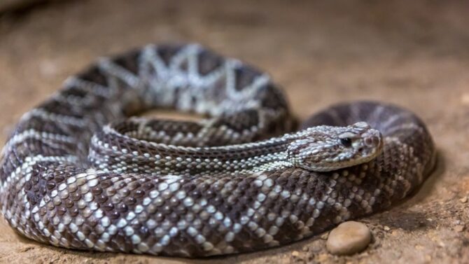 Learn about the seven venomous snakes in California.
